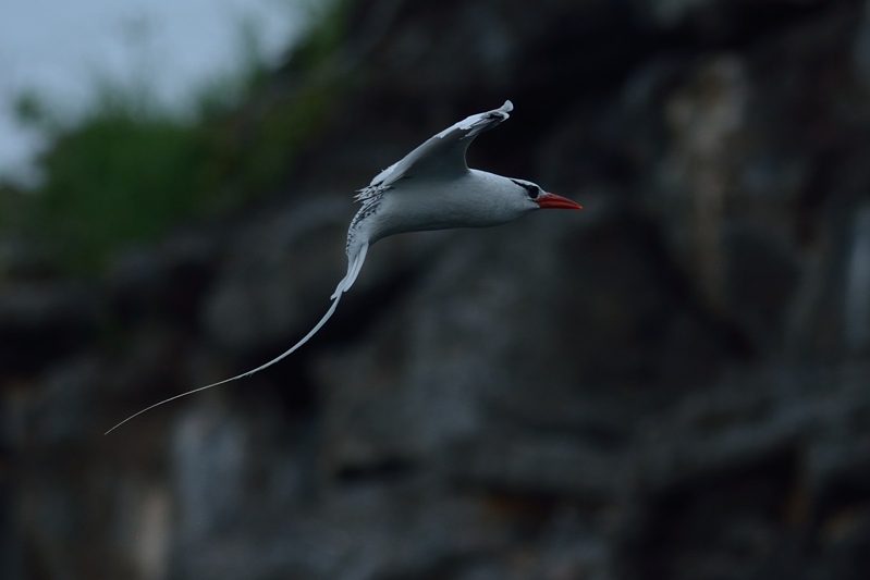 Roodstaartkeerkringvogel